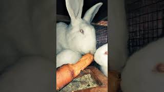 Мама крольчиха лакомится морковью #хорошеенастроение