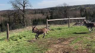 Donkey Zoomies