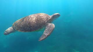 A long weekend on Lady Elliot Island