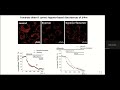 Possible protection mechanism of cells by sodium fumarate during warm ischemia