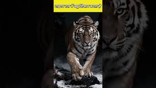 tigers amazing facts 2 #shorts