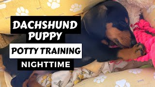How to Master POTTY TRAINING A DACHSHUND PUPPY AT NIGHT | Easy Dachshund Training Tips