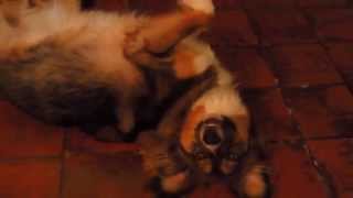 60 Sec. Of Dog Craziness