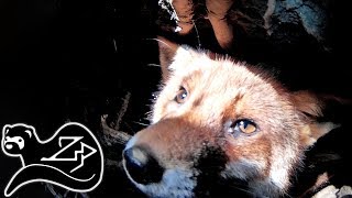 Fox Underground - Wildlife on the Warrens