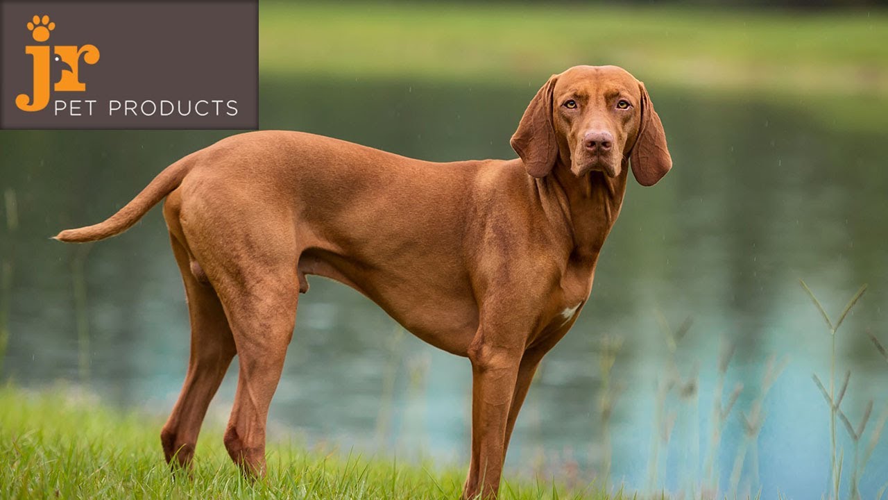 ⁣JR Pet Product Review Unboxing Hungarian Vizsla