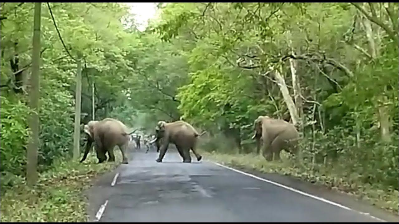 Gairkata Forest Elephant |