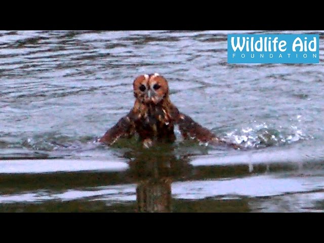 Release goes wrong, owl nearly drowns class=