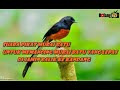 Suara Pancingan/ Pikat Burung Murai Batu Yg Ampuh