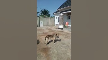 🔥HOT SALE🔥3 Bedroom Bungalow in Oshogbo, Osun State @ ₦30M ↗️Contact 08055622181