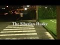 絶対~もう一度だけ~ Siberian Husky