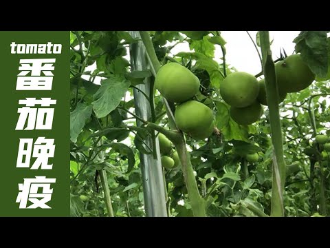 Video: Masalah Acuan Kelabu Tomato - Petua Merawat Tomato Dengan Acuan Kelabu