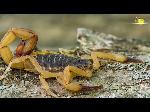 Video: Evolusi Dan Distribusi Spesies Kalajengking Yang Berbahaya (Arachnida: Scorpiones)