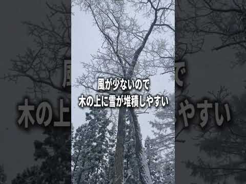 雪中キャンプでテントを壊す前に知っておきたい注意点。　#shorts