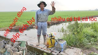 xiệt chuột điểm mới gặp ếch bự, cá trê trắng cá lóc quá nhiều by mập trang miền Tây 3,285 views 2 weeks ago 44 minutes