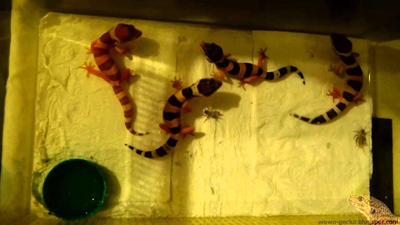 heimchenzucht Leopard Gecko : Meal Time (Speedy) - 2013.07.19