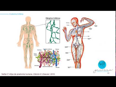 Vídeo: Nódulos Linfáticos Supraclaviculares Anatomía, Diagrama Y Función - Mapas Corporales