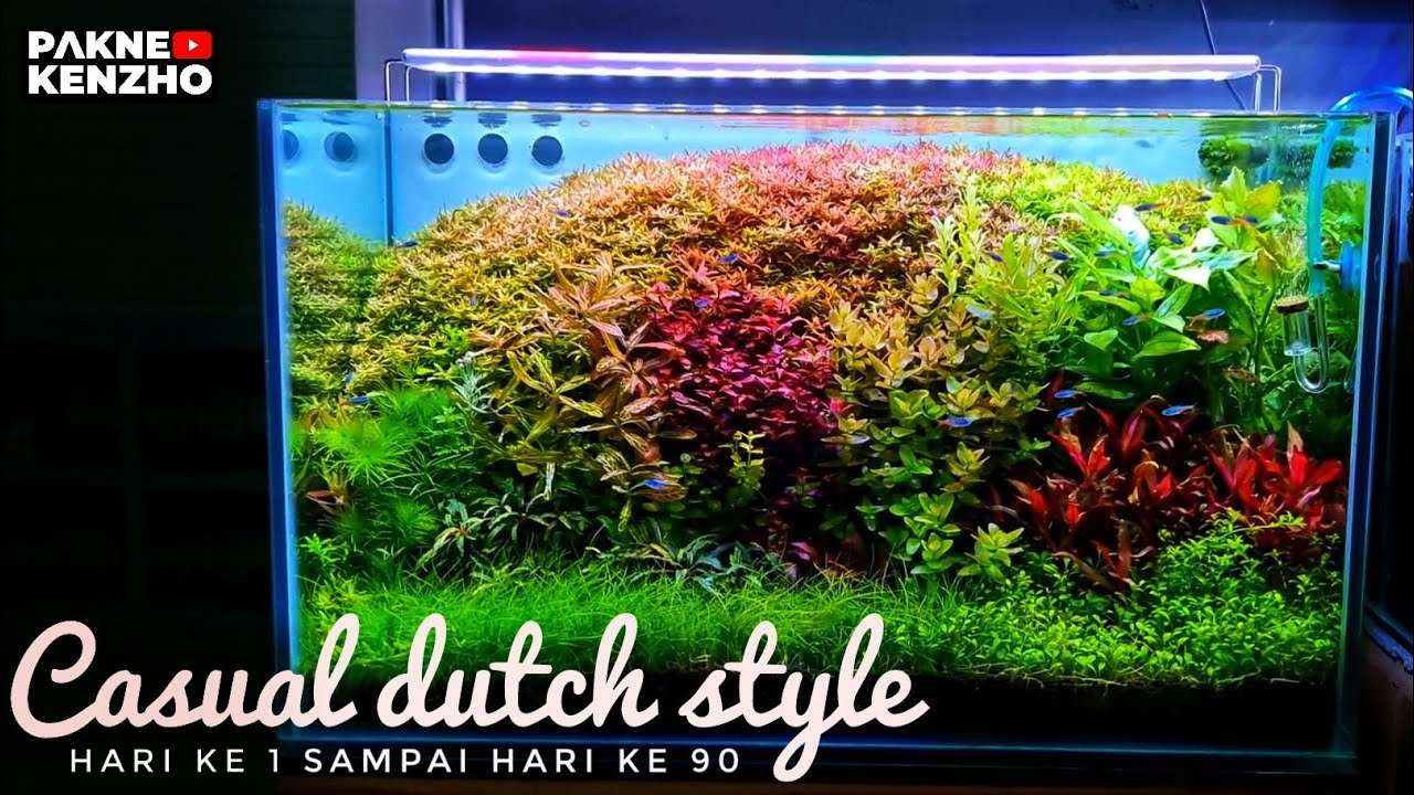 #271 Membuat Aquascape gaya belanda