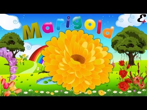 Learning English - Learn English - Speaking -  Learn English Speaking - Part 1