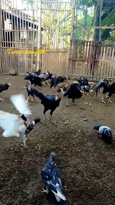 Beternak ayam bangkok