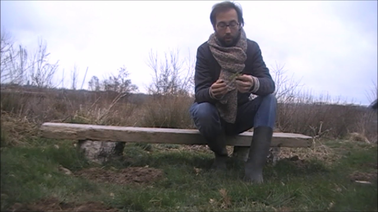 CARDAMINE HIRSUTE - CARDAMINE HIRSUTA