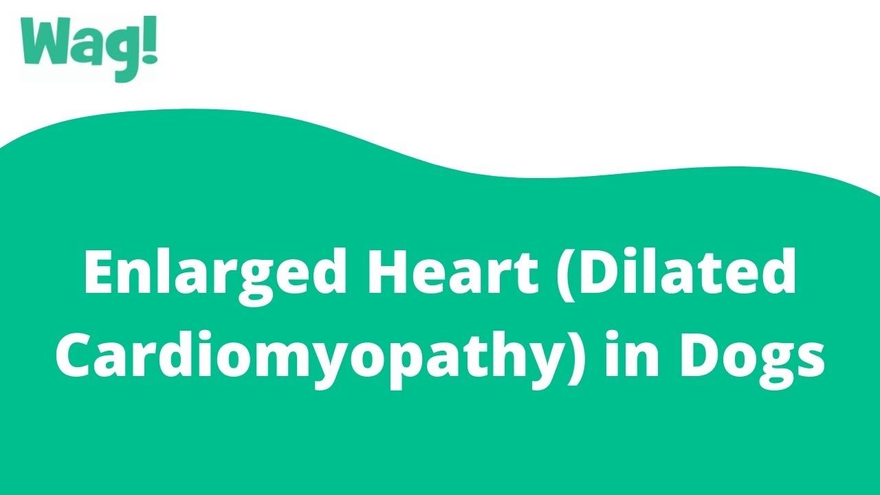 can dilated cardiomyopathy be cured in dogs