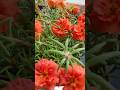 portulaca flowers 🧡🌸Summer flowering plants portulaca 🌱#viral #portulaca #flowers