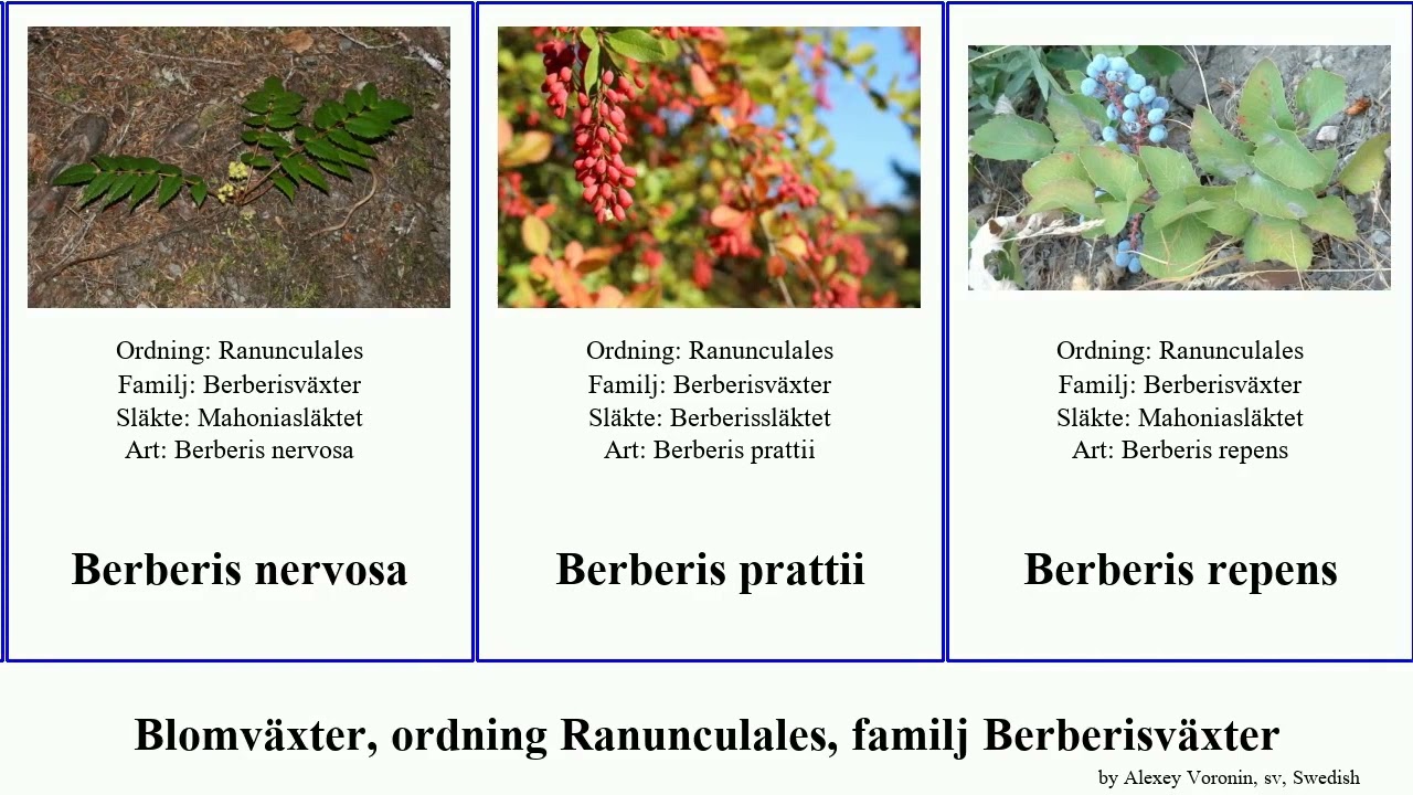 Blomväxter, ordning Ranunculales, familj Berberisväxter nervosa japonica borealis canadensis Light