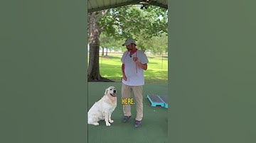 The 2 Commands Every Dog Needs for Instant Calm and Control!