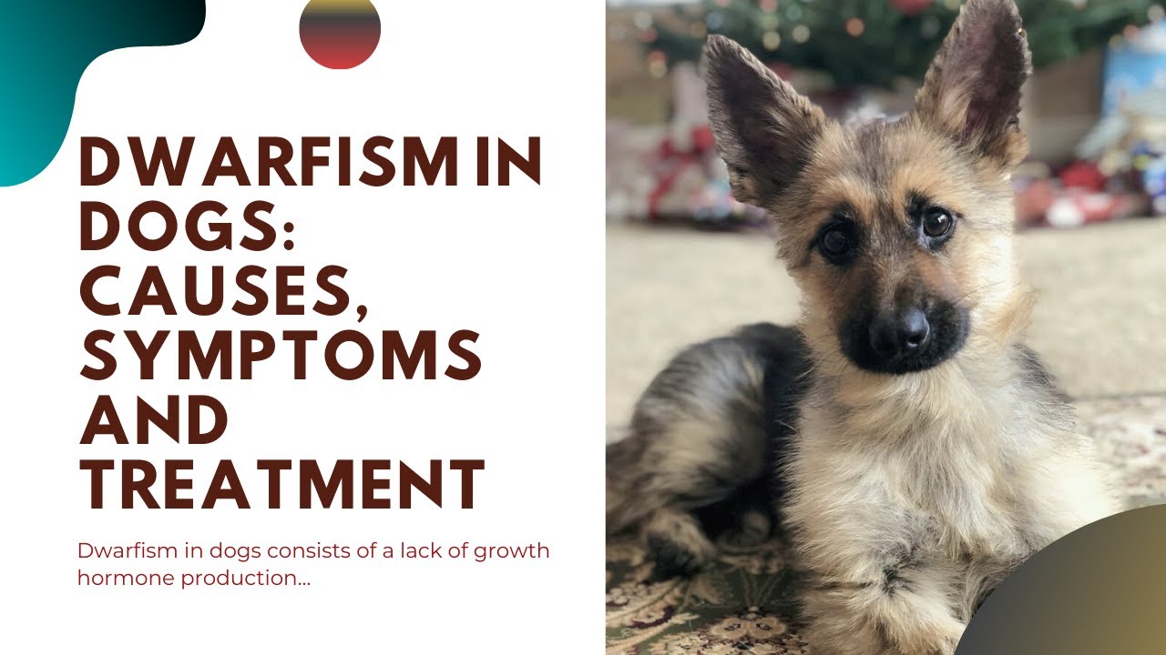 what causes dwarfism in dogs