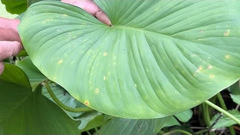 Thiên niên kiện hết đau nhức xương khớp, tràn dịch khớp, gối thoát vị đĩa đệm loại cây thuốc quý