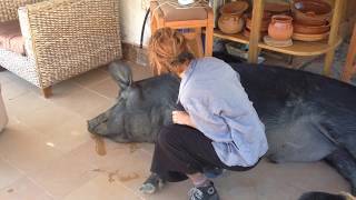 Organic Pool - Possible In A Hot Climate?