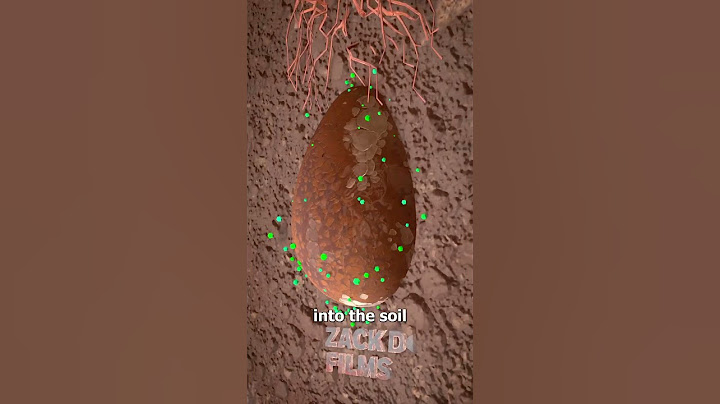 How Tree Pod burials Work #facts #shortvideos #youtubeshorts #trending #shorts #viralvideos #popular