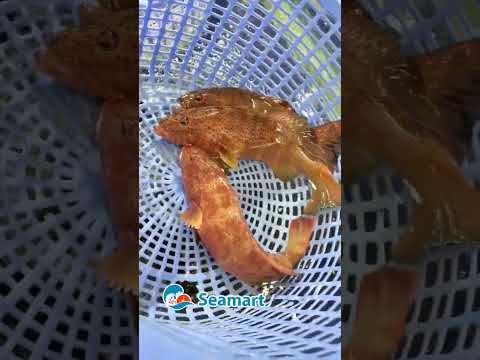 Video Mú sao xanh vừa về sáng nay nha khách ơi!! Thịt em này... - youtube