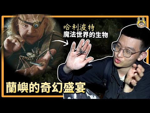 【皮特玩自然】登陸異形星球，台灣最大最奇異的生物都在蘭嶼(下)