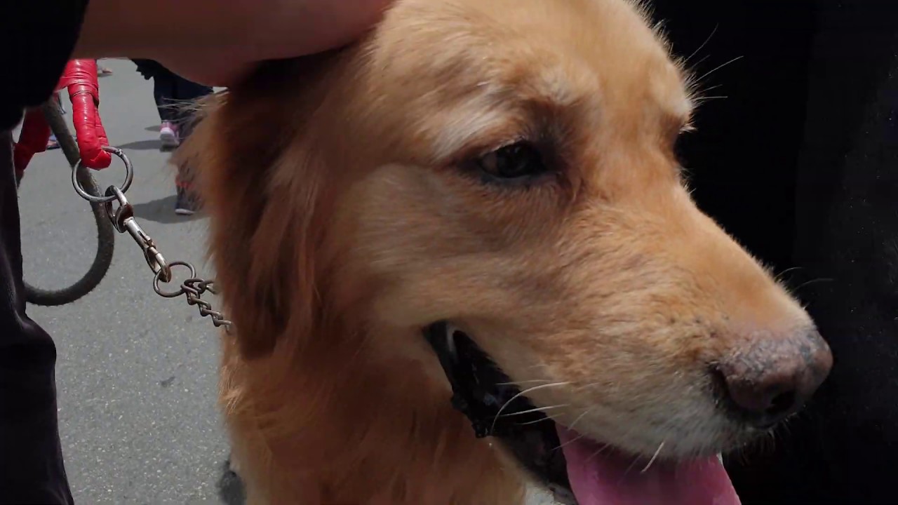 Baguio 110th Charter Day - Cinematic Video