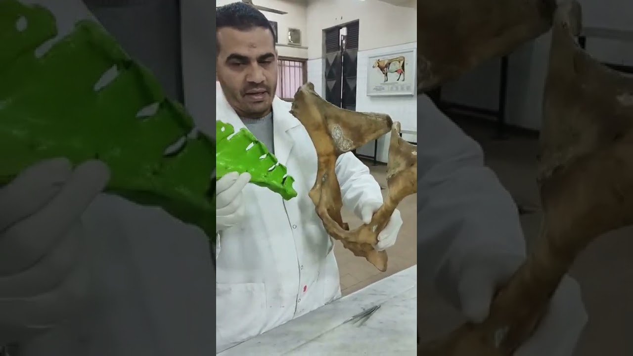 Os Coxae comparative دكتور رمضان ساري