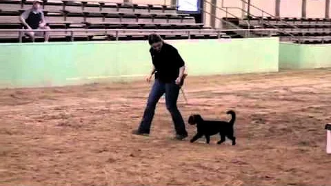 Extreme Mutt Makeover (Michelle McClelland & Lilli...