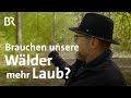 Welche Bäume braucht der Wald in Zukunft: So verändert sich die Forstwirtschaft | Gut zu wissen | BR