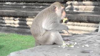 The Monkeys of Angkor Wat