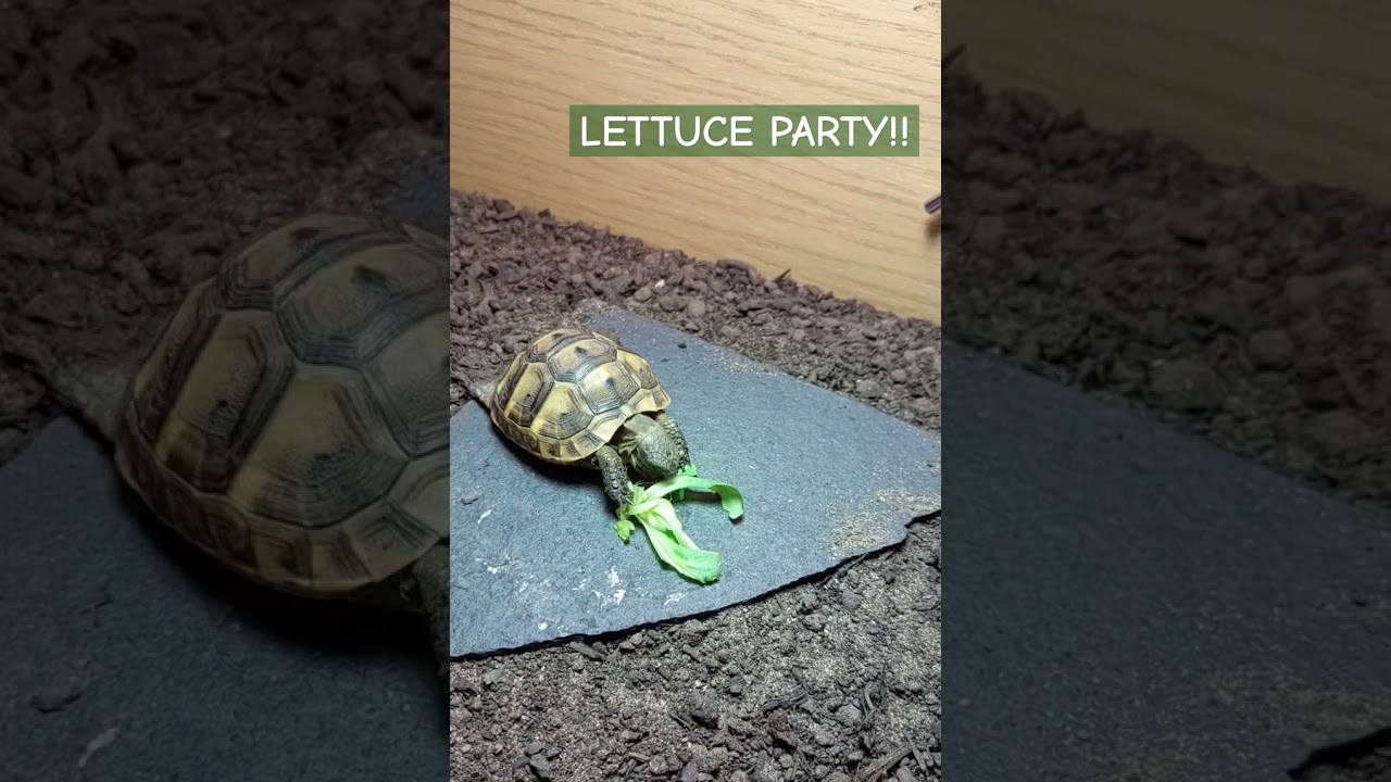 Lettuce party! 