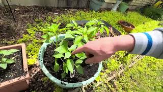 I planted 3 Spicy pepper plants! | Part 1