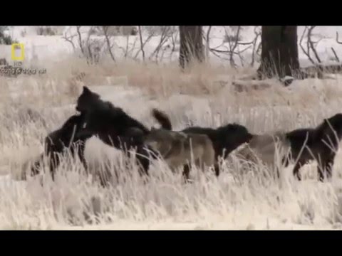 Video cuoc chien gianh lanh tho cua loai soi - youtube