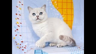 Британские котята,серебристые шиншиллы. Британские котята,серебристые шиншиллы.