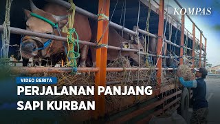 Sapi Kurban Sepekan Naik Truk dari Bima ke Depok