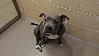 Meet Mittens A Terrier, American Pit Bull Currently Available For Adoption 12192023 70244 Pm