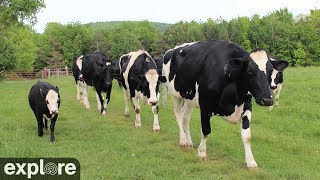 Cattle Pond Pasture at Farm Sanctuary powered by 