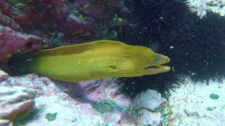 Dive Batemans Bay Final