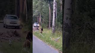 Bear and Her Cub Foraging in a National Park