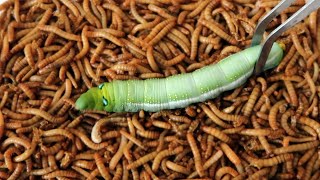 Sâu Bố vá 1000 Sâu Con | Giant Worm and Tiny Worm