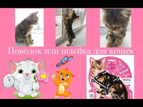 Поводок или шлейка для кошек